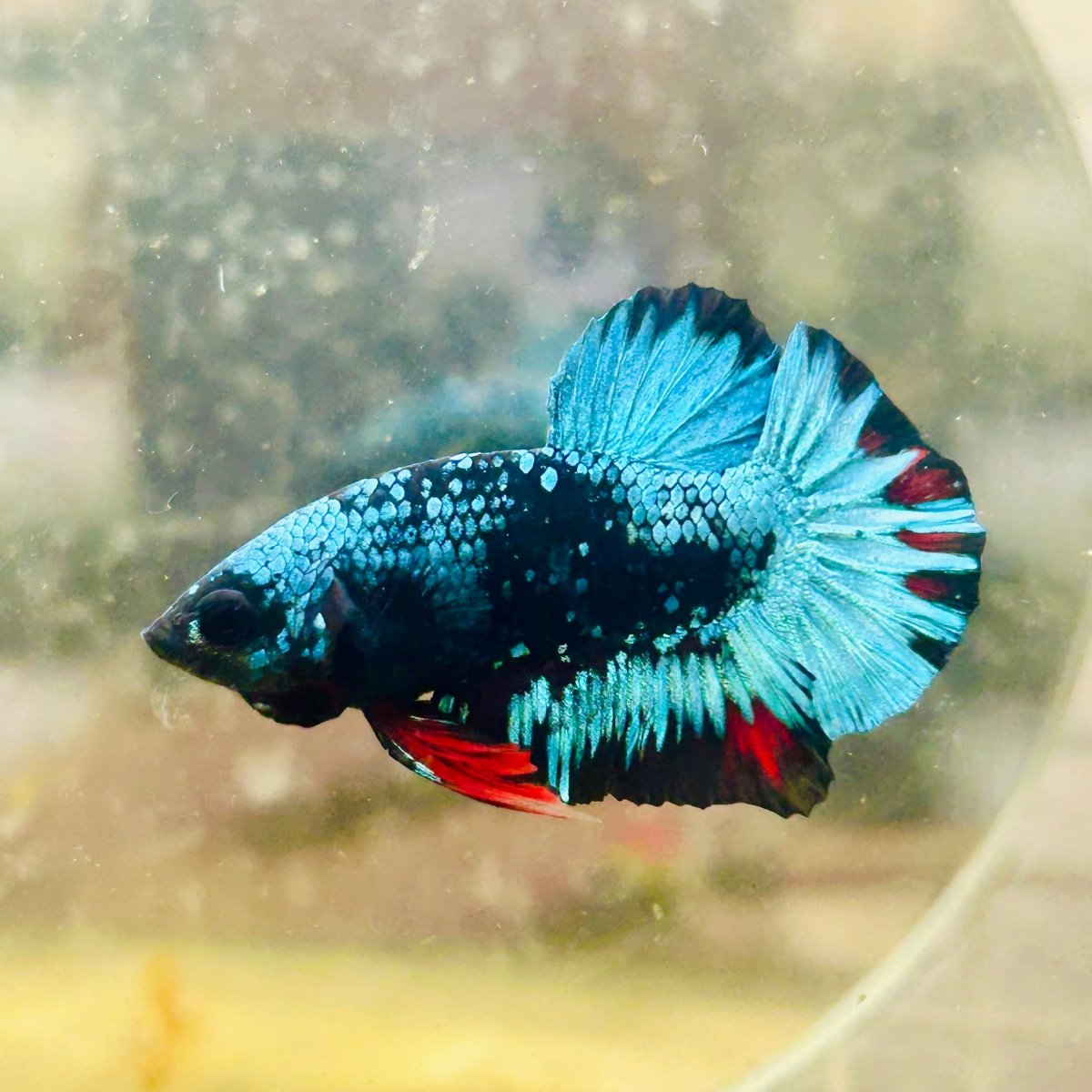 Plakat Avarta Nebula Male Betta 076
