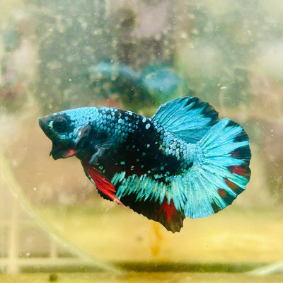 Plakat Avarta Nebula Male Betta 076