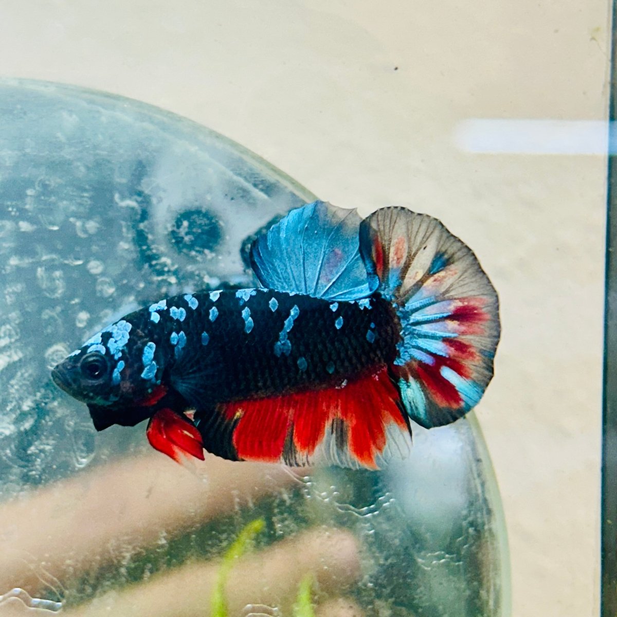 Plakat Avarta Nebula Male Betta 096 Male betta
