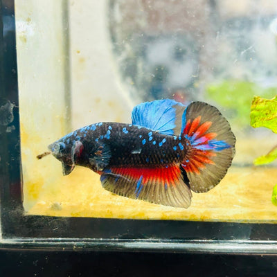 Plakat Avarta Nebula Male Betta 144