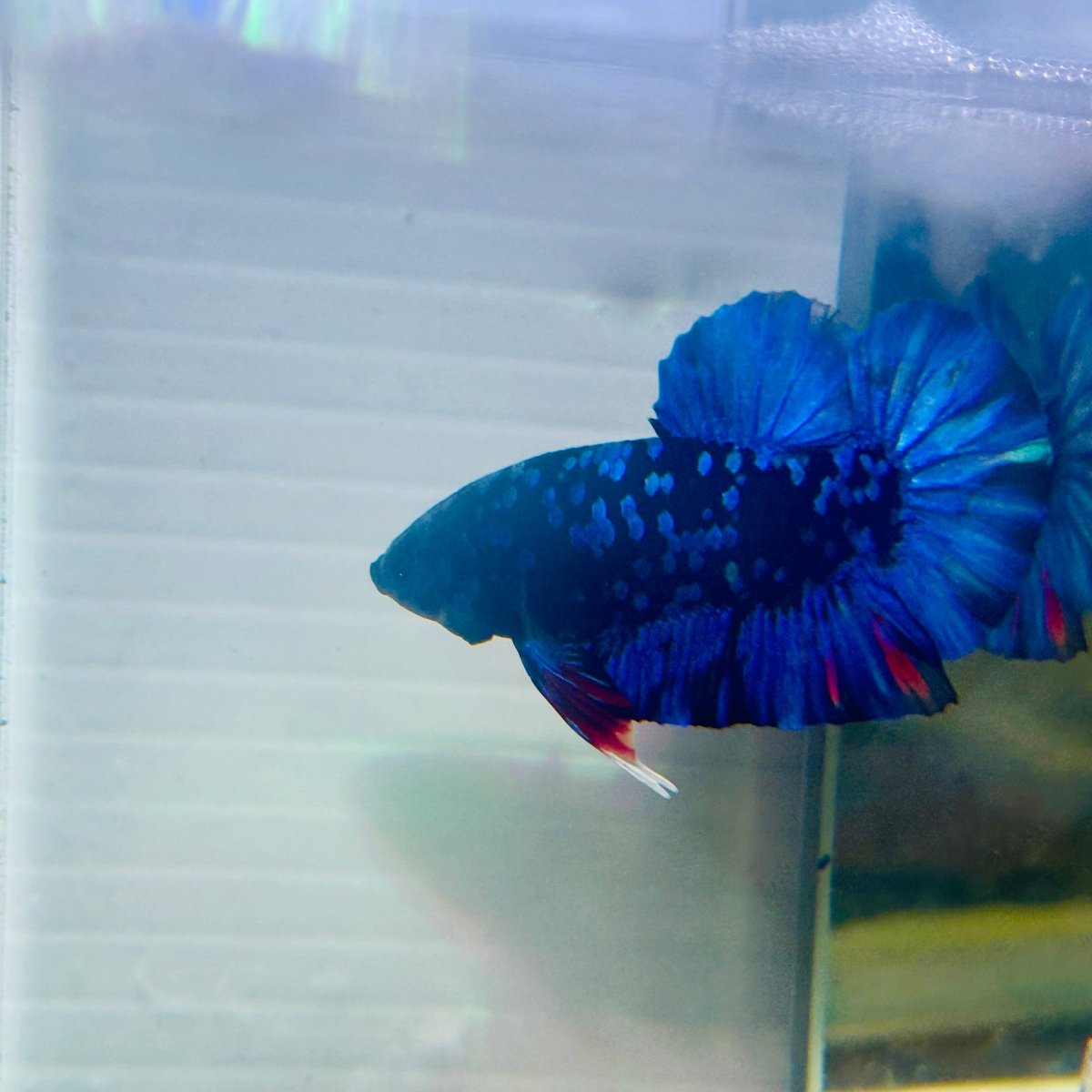 Plakat Avarta Nebula Male Betta 159 Male betta