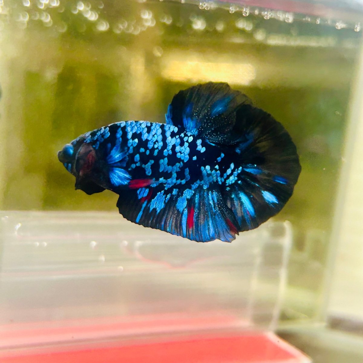 Plakat Avarta Nebula Male Betta M107 Live Betta Fish Male betta