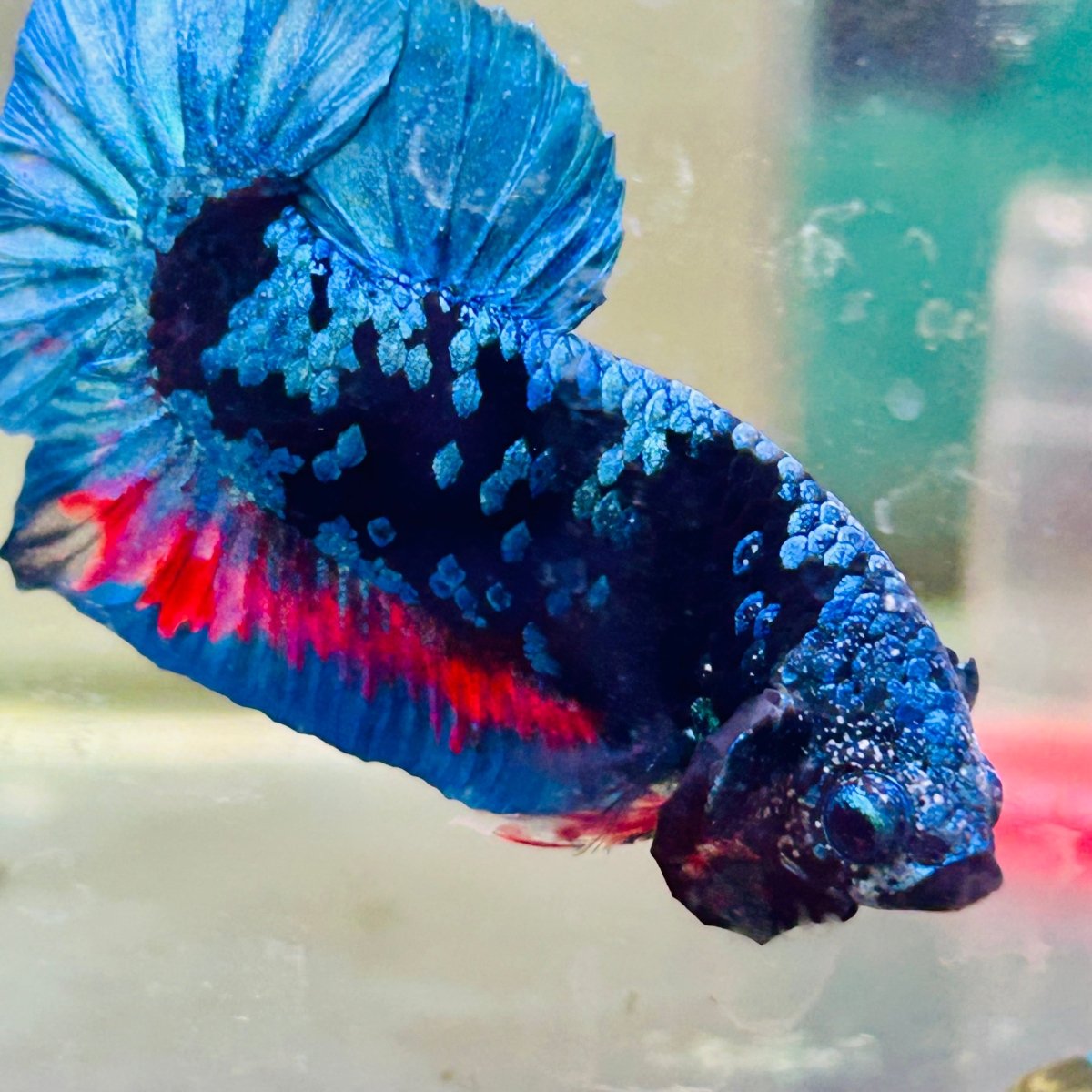Plakat Avarta Nebula Male Betta Ma29 Male betta