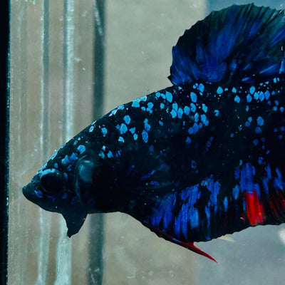 Plakat Avarta Stardust Male Betta 073 Male betta
