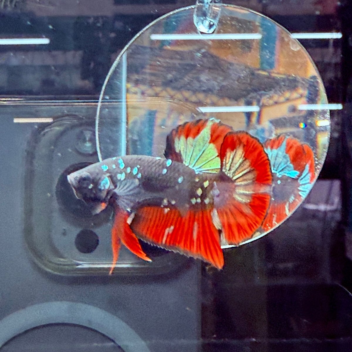 Plakat Avarta Vampire Male Betta A67