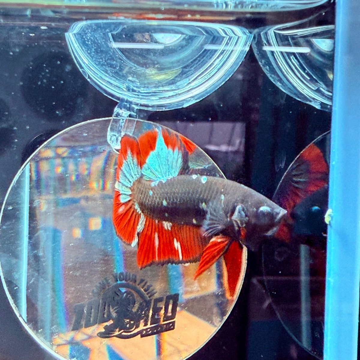 Plakat Avarta Vampire Male Betta A67