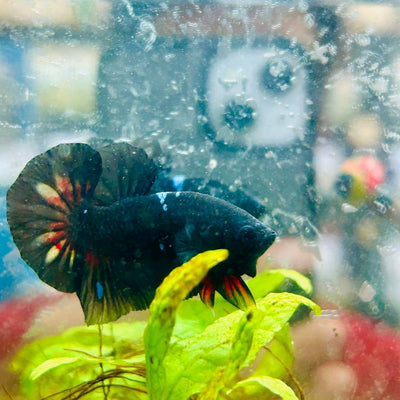Plakat Black Avarta Male Betta A22