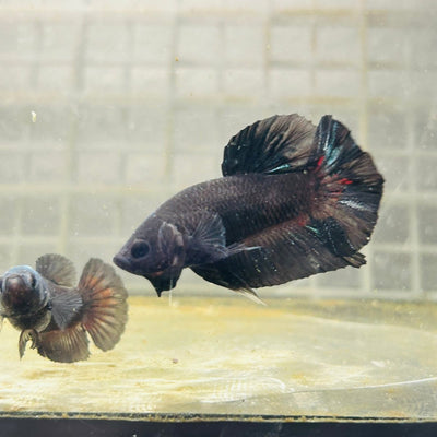 Plakat Black Avarta Male Betta D15