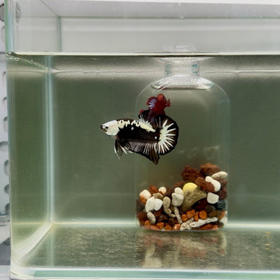 Plakat Black Mamba Male Betta J44