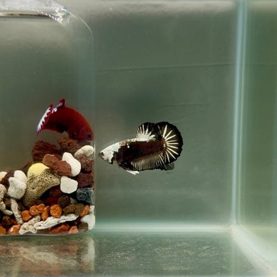 Plakat Black Mamba Male Betta J51