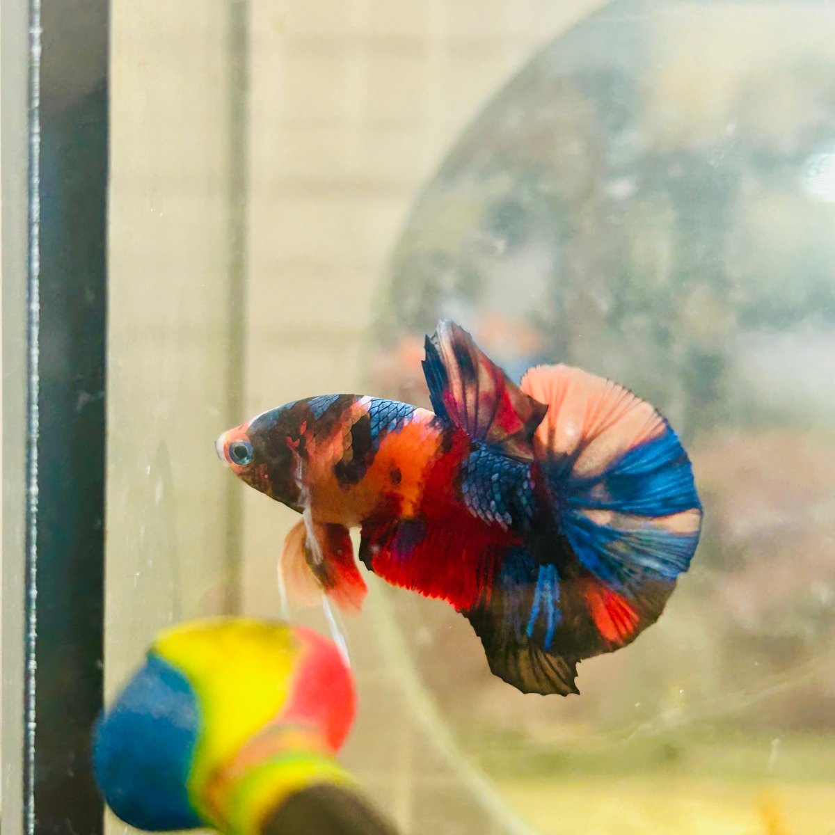 Plakat Black Multi Koi Male Betta 063
