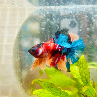 Plakat Black Multi Koi Male Betta 125
