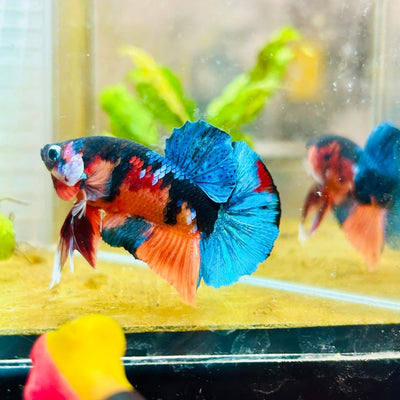 Plakat Black Nemo Male Betta 161 Male betta