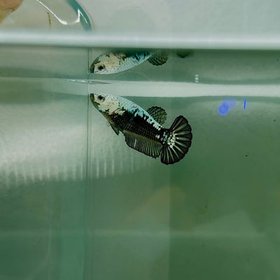 Plakat Black Samurai Female Betta N59