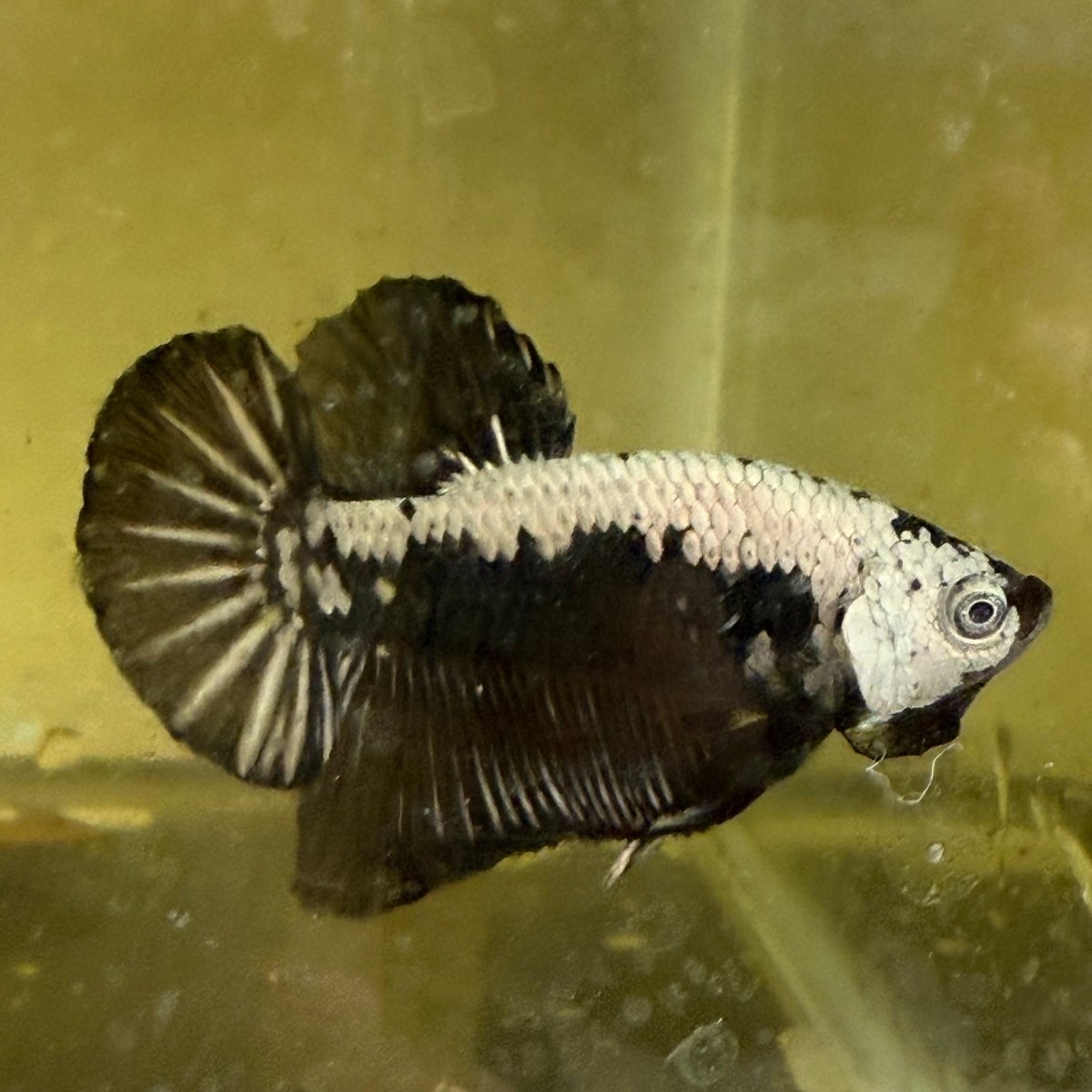 Plakat Black Samurai Male Betta 039