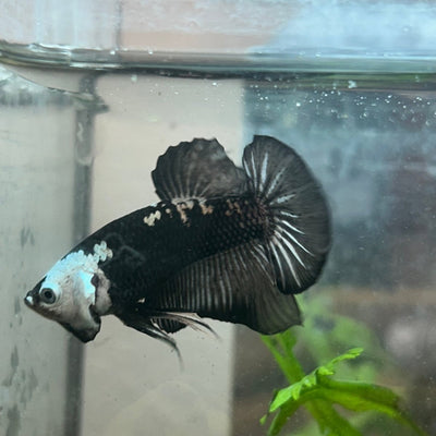 Plakat Black Samurai Male Betta Comp Grade 148