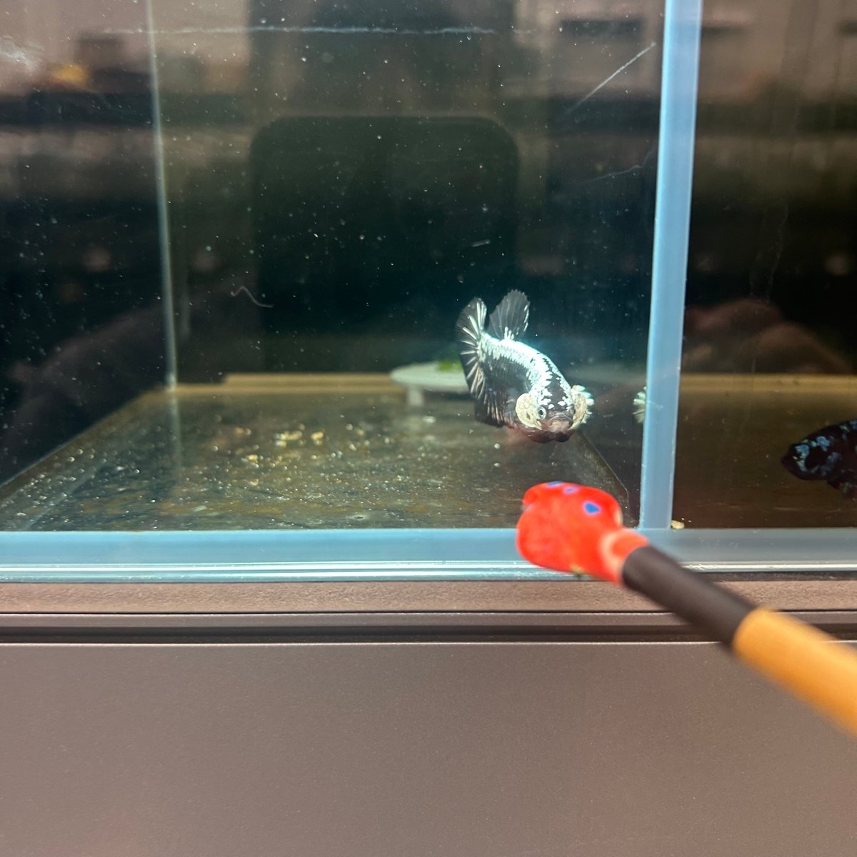 Plakat Black Samurai Male Betta J14