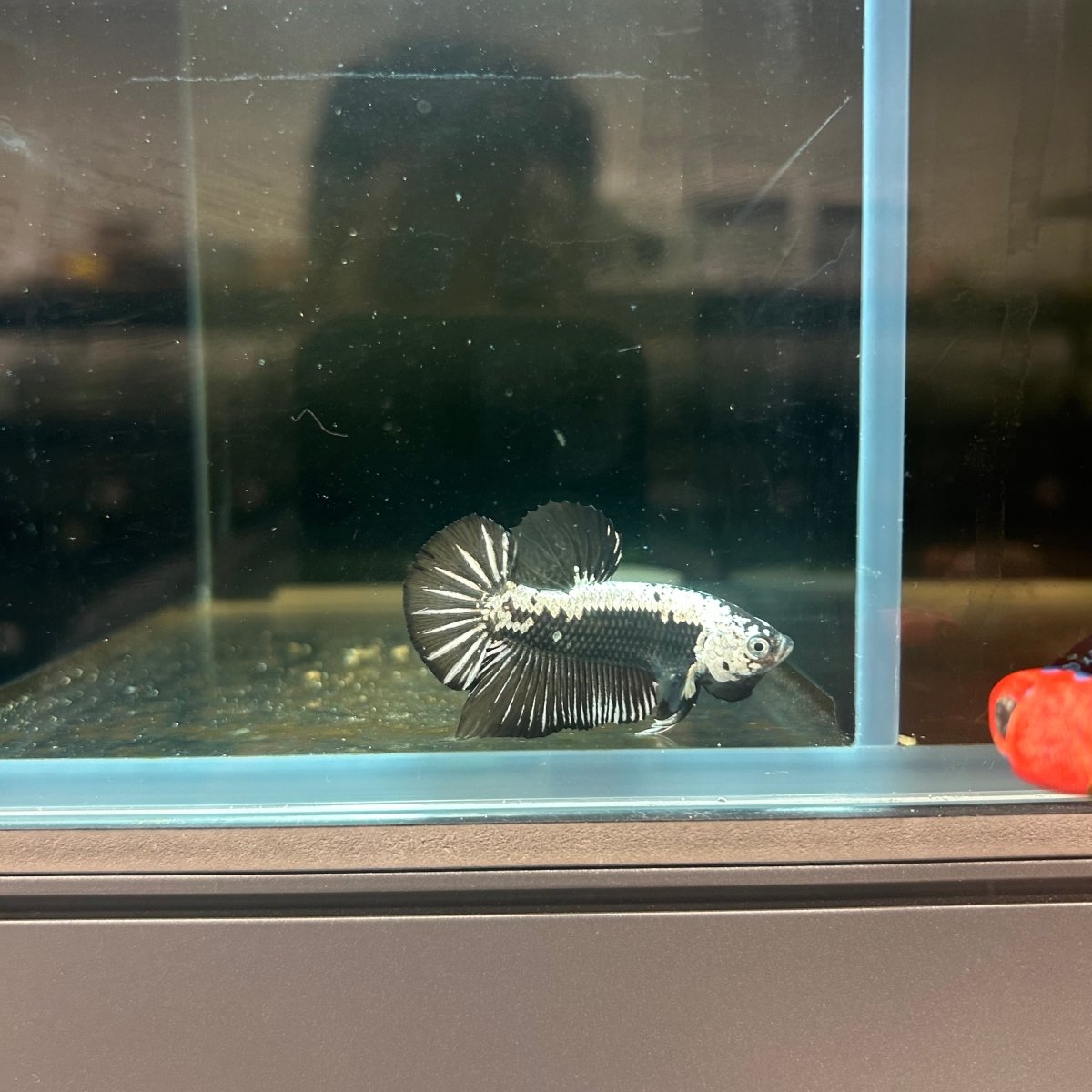 Plakat Black Samurai Male Betta J14