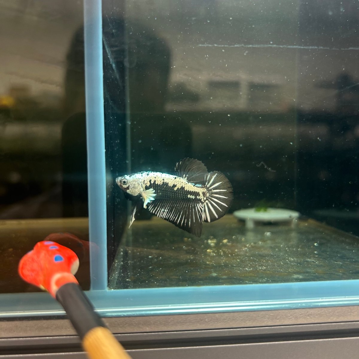 Plakat Black Samurai Male Betta J14