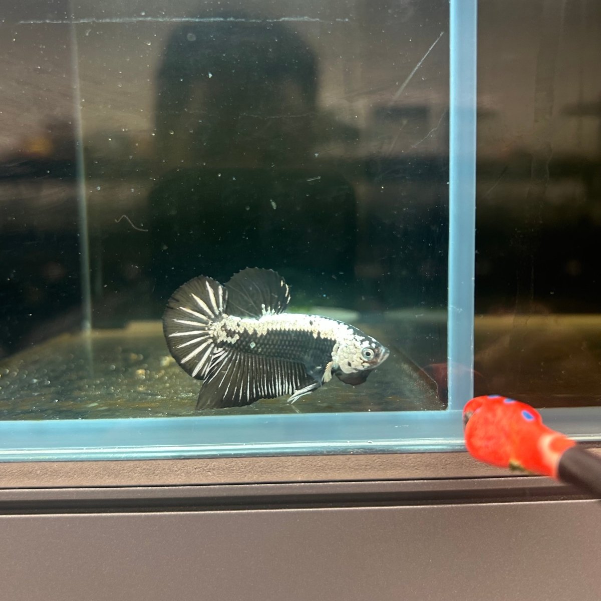 Plakat Black Samurai Male Betta J14
