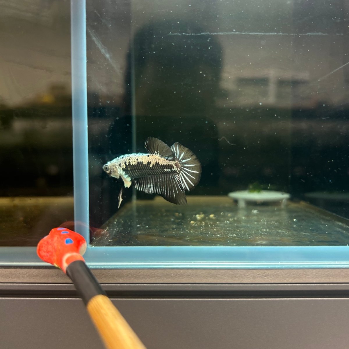 Plakat Black Samurai Male Betta J14