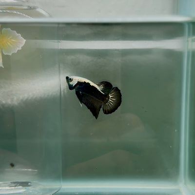 Plakat Black Samurai Male Betta N53