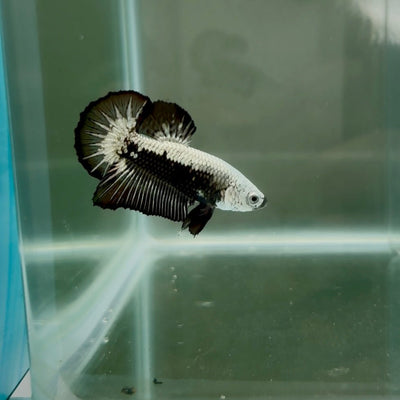 Plakat Black Samurai Male Betta N56