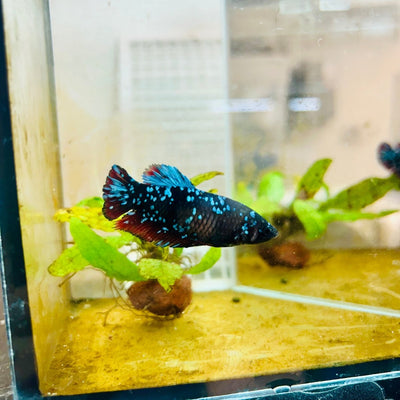 Plakat Blue Avarta Female Betta 105 Female betta