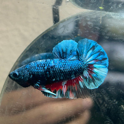 Plakat Blue Avarta Male Betta 069