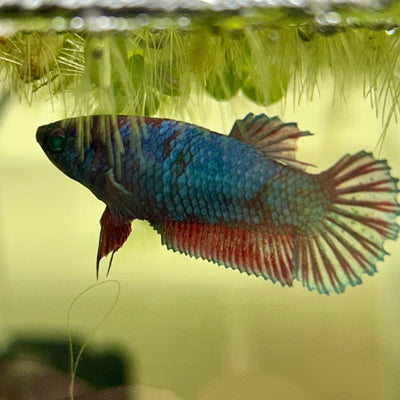 Plakat Blue Green Eye Female Betta UNS - 20