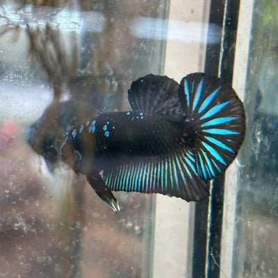 Plakat Blue Mamba Male Betta 154