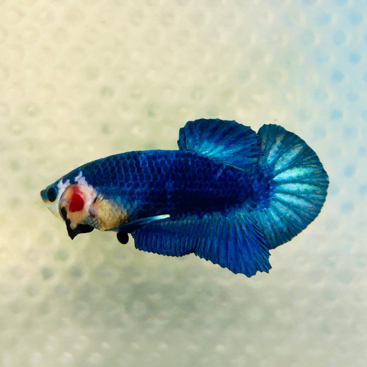 Plakat Blue Marble Male Betta 013
