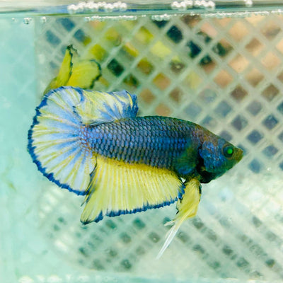 Plakat Blue Mustard Gas Neon Male Betta Jul35 Male betta