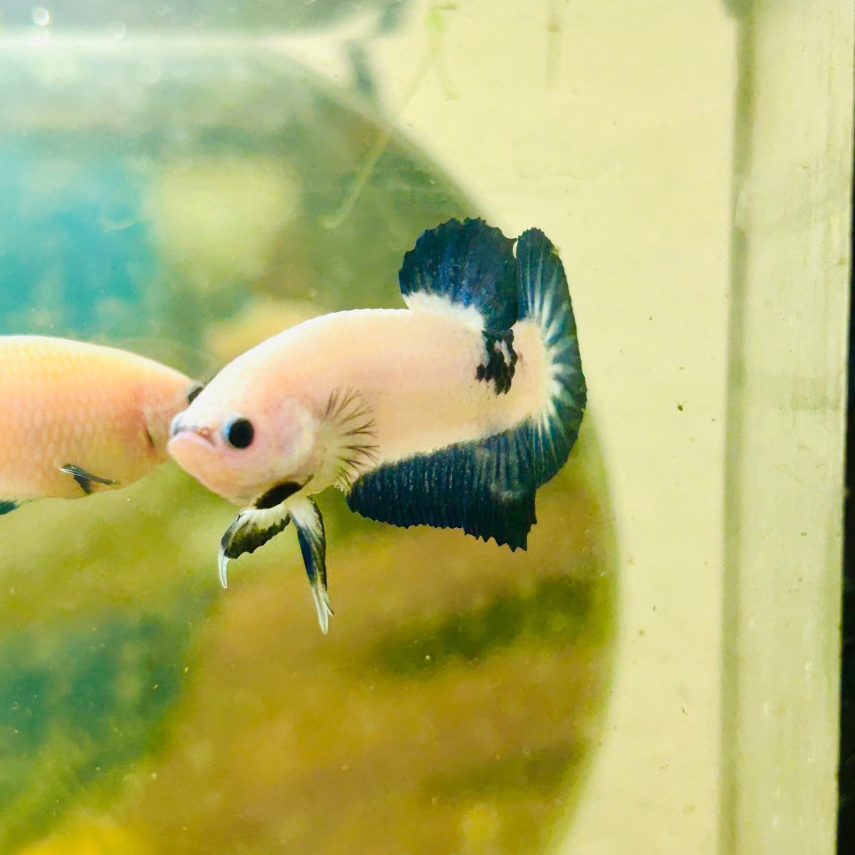 Plakat Blue Rim Male Betta 006