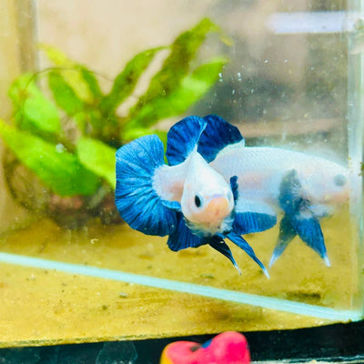 Plakat Blue Rim Male Betta 132 Male betta