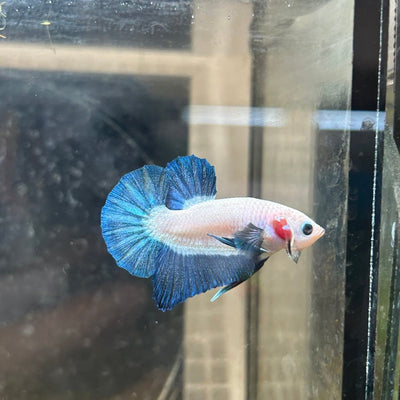 Plakat Blue Rim Male Betta 152 Male betta