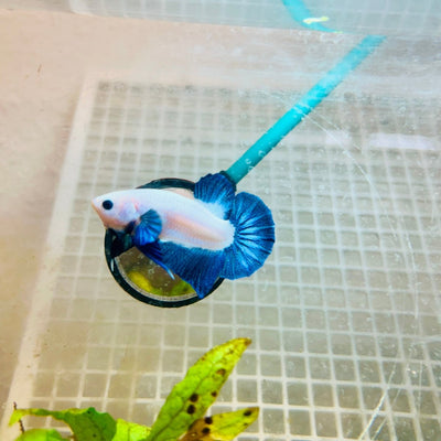 Plakat Blue Rim Male Betta MA23 Male betta