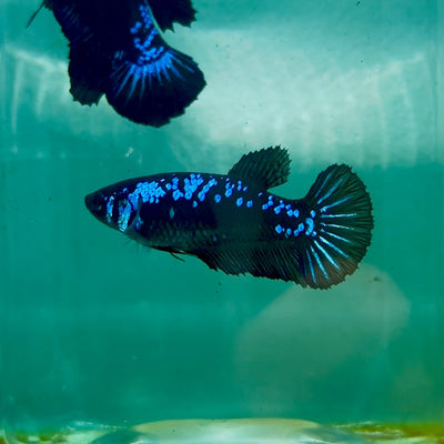Plakat Blue Samurai Female Betta Ma32