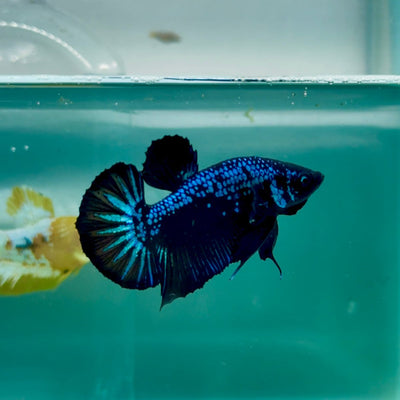 Plakat Blue Samurai Male Betta Ma09 Live Betta Fish Male betta
