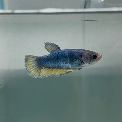 Plakat Blue Vanda Female Betta Au65 Female betta