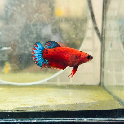 Plakat Bluetail Red Fancy Female Betta A145