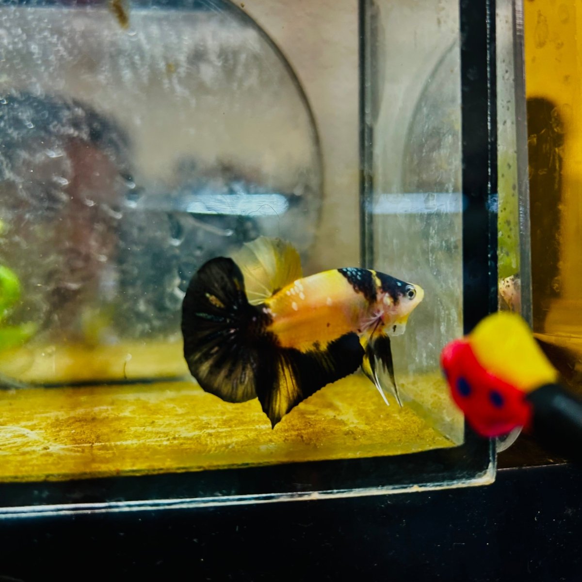 Plakat Bumble Bee Yellow Male Betta 080 Live Betta Fish Male betta