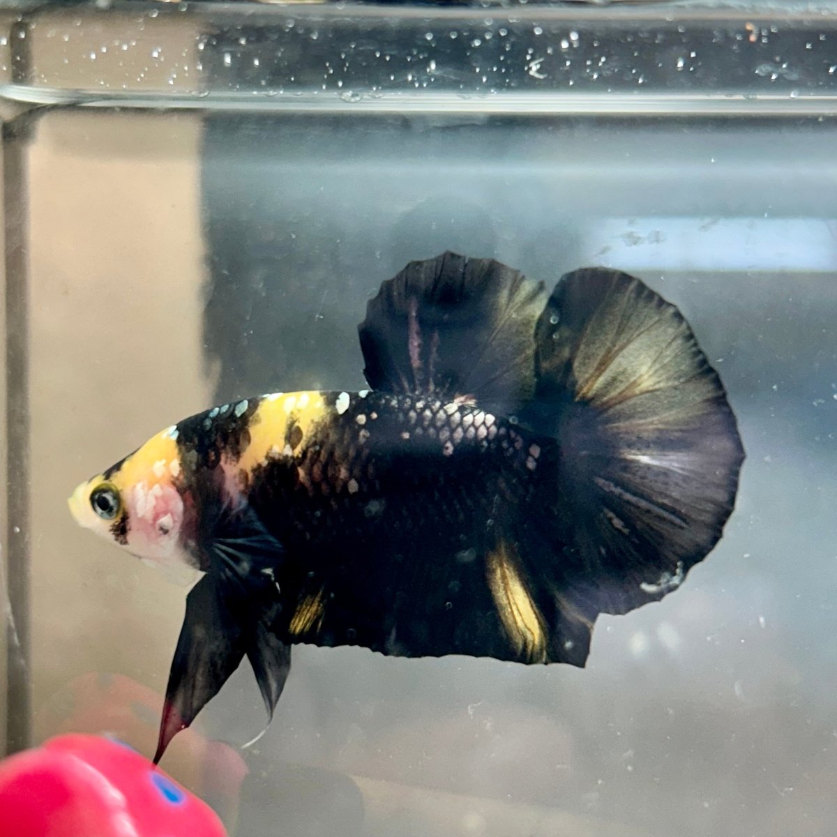 Plakat Bumble Bee Yellow Male Betta 140 Live Betta Fish Male betta