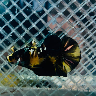 Plakat Bumble Bee Yellow Male Betta 165 Live Betta Fish Male betta