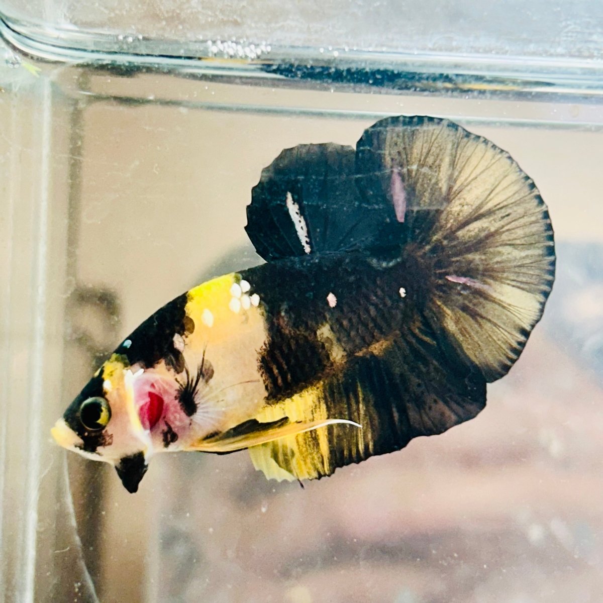 Plakat Bumble Bee Yellow Male Betta D35 Live Betta Fish Male betta