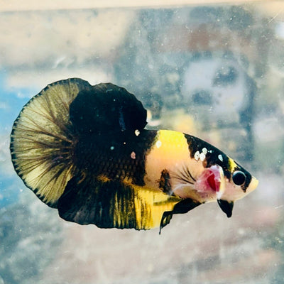Plakat Bumble Bee Yellow Male Betta D35 Live Betta Fish Male betta