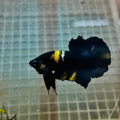Plakat Bumble Bee Yellow Male Betta M14 Live Betta Fish Male betta