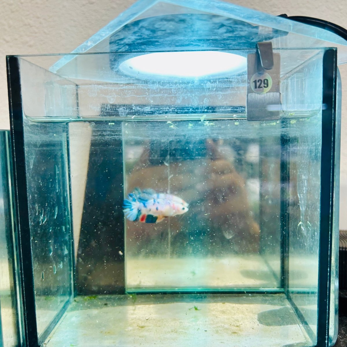 Plakat Candy Koi Metallic Female Betta 129 Female betta
