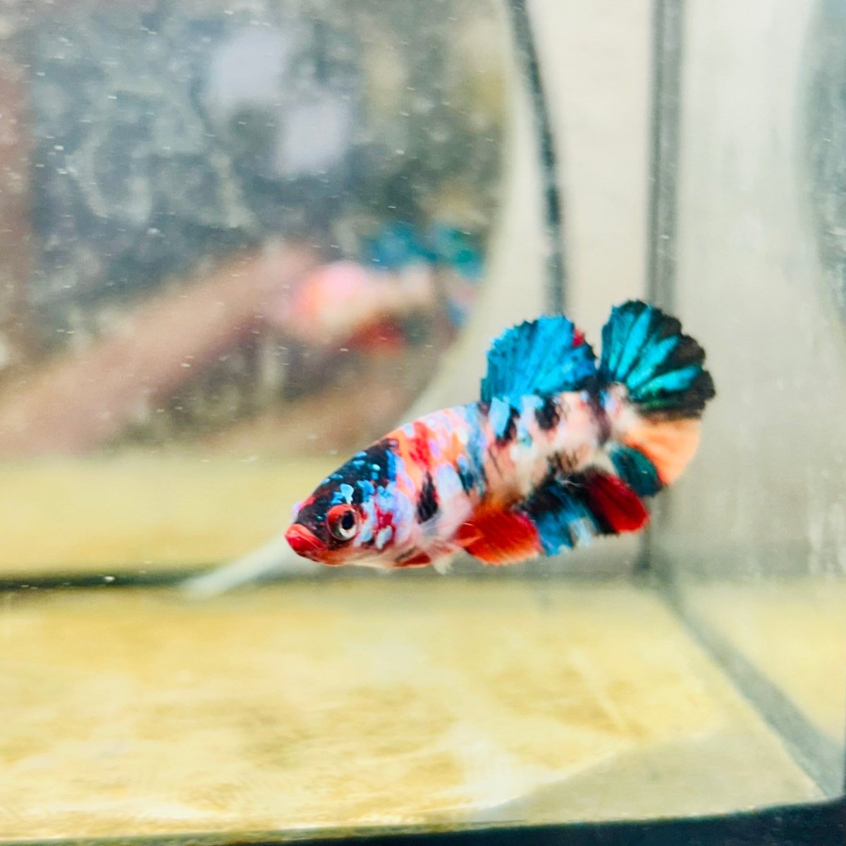 Plakat Candy Koi Multicolor Female Betta 100