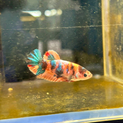Plakat Candy Koi Orange Female Betta A222 Female betta